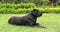 Young black labrador retriever laying on green lawn.