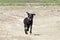 Young Black Labrador Running in the Countryside