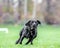 Young Black Labrador running over grass with tongue out