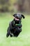 Young Black Labrador running over a hill