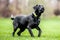 Young Black Labrador waiting for a ball to be thrown