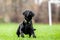 Young Black Labrador waiting to catch a ball