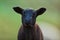 Young black lamb portrait on pasture, early morning in spring.