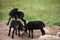 Young black lambs fighting in the pasture