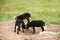 Young black lambs fighting in the pasture