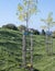 Young Black locust trees in a row. Robinia pseudoacacia saplings with wooden stakes support