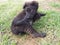 A young black puppy with curly hair grabs its tail and looks into the camera. The animal plays in the yard on the green grass