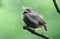 Young black redstart