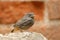 Young Black redstart bird (Phoenicurus ochruros)