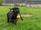 Young Black Riesenschnauzer or Giant Schnauzer dog on the grass