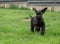 Young Black Riesenschnauzer or Giant Schnauzer dog on the grass