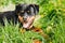 Young Black Rottweiler Metzgerhund Puppy Dog Play In Green Grass