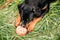 Young Black Rottweiler Metzgerhund Puppy Dog Play In Green Grass