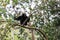 Young Black Siamang on the Tree in Rain Forest