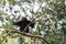Young Black Siamang on the Tree in Rain Forest
