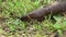 Young Black Slug Arion ater creeping among green grass blades