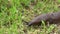 Young Black Slug Arion ater creeping among green grass blades