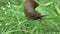 Young Black Slug Arion ater creeping on green plants