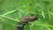 Young Black Slug Arion ater creeping on green plants