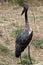 Young black stork