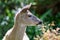 Young black-tailed deer looks alert as it feeds on shrubs in front yard of house in Victoria