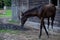 A young black thoroughbred stallion walks around the farm