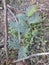 Young Black wattle tree growing