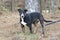 Young black, white and brown mixed breed puppy dog