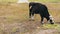 Young black and white bull eating fresh green food on the field.Cow grazing