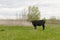 Young black and white calf grazes on a green lawn