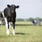 Young black and white calf stands in meadow and stares curiously into camera