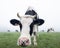 Young black and white cows in morning mist meadow