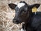 Young black and white Friesian calf in barn closeup.