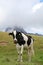 young black and white holstein cow in a mountain landscape