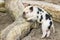 Young black and white piglet at tree trunk