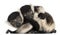 Young Black-and-white ruffed lemurs, Varecia variegata subcincta, 2 months old