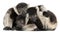 Young Black-and-white ruffed lemurs, Varecia variegata subcincta, 2 months old