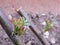 Young blackberry leaves close up