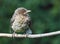 Young blackbird, Baby Turdus merula sits on a branch. Slovakia. Europe