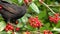 Young blackbird feeding on red berries