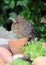 Young blackbird with fluff on the head in a garden