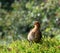 Young blackbird, singing heart out.