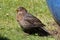 A young blackbird sits in the grass near the bird bath