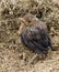 Young blackbird on straw