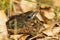 Young Blackbird Turdus merula