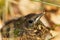 Young Blackbird Turdus merula