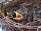 Young blackbirds in their nest #2
