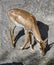 Young blackbuck 1