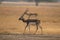 A young blackbuck