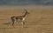 Young blackbuck known as the Indian antelope, Antilope cervicapra, Solapur,